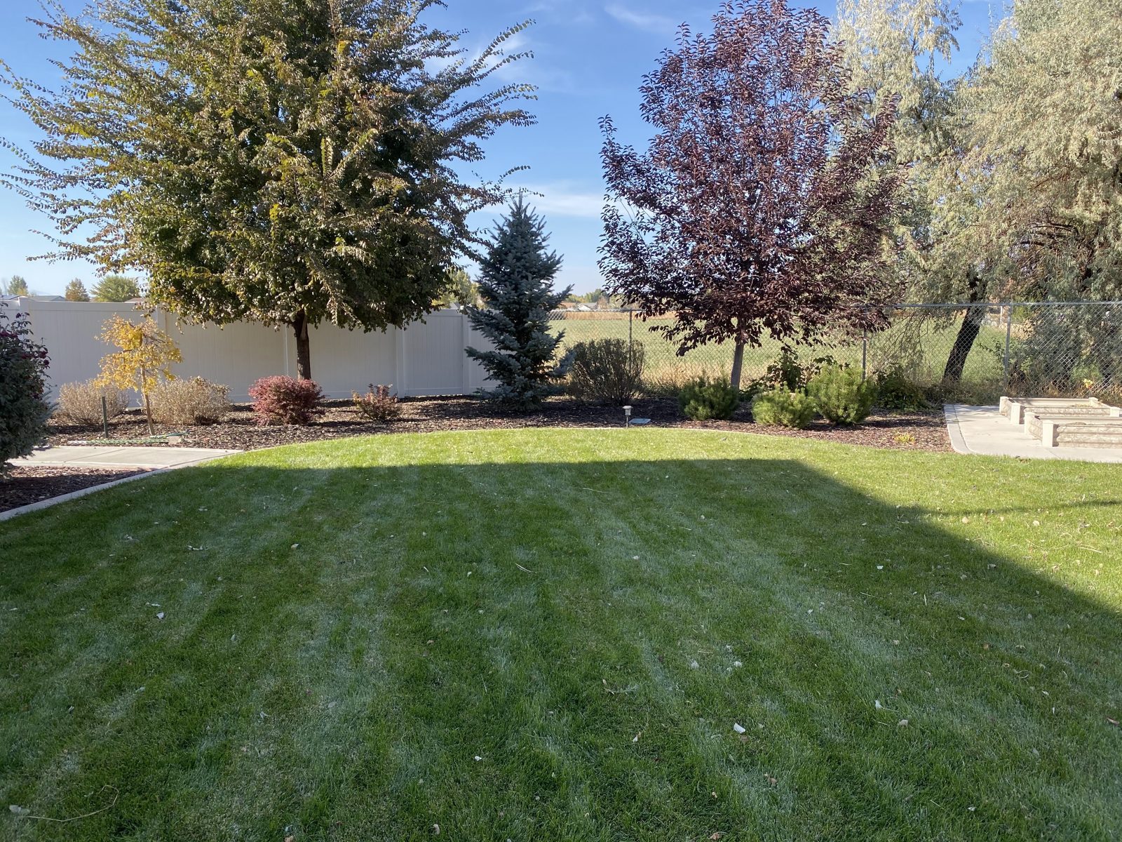 Healthy striped backyard lawn