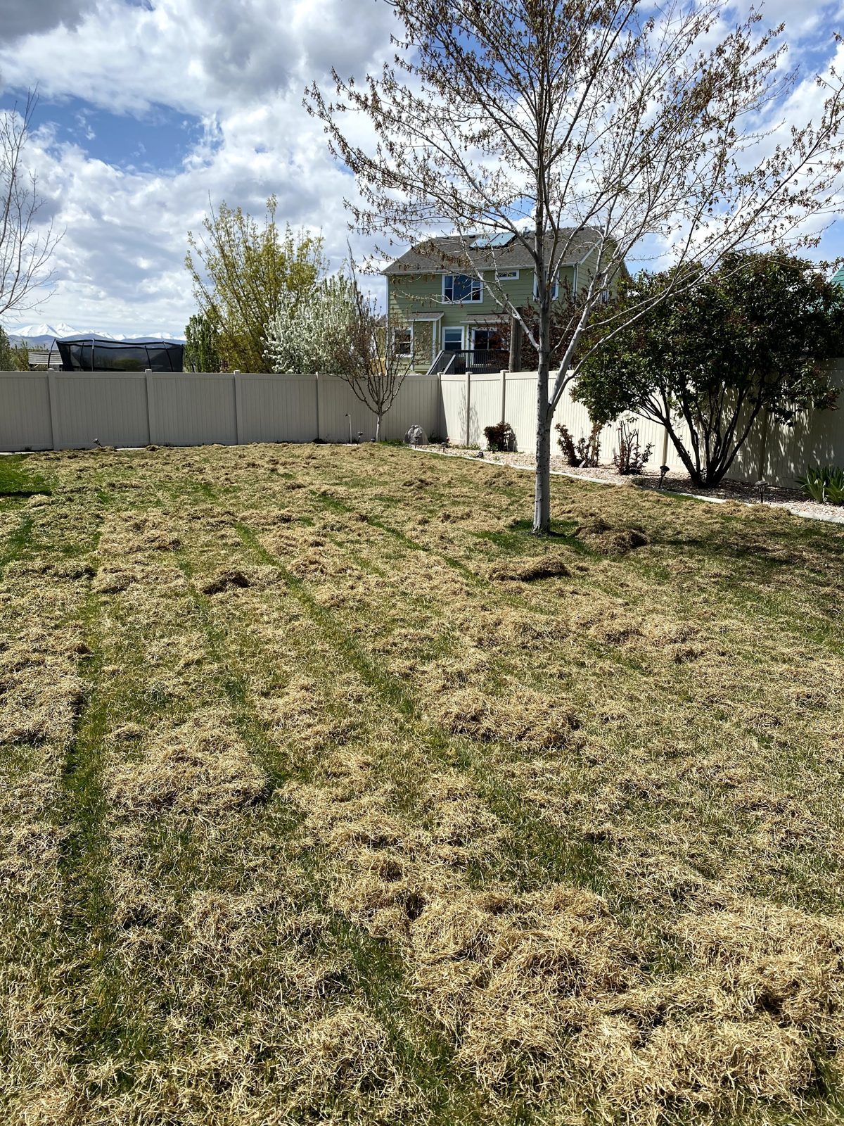 During: lawn dethatched with thatch pulled up