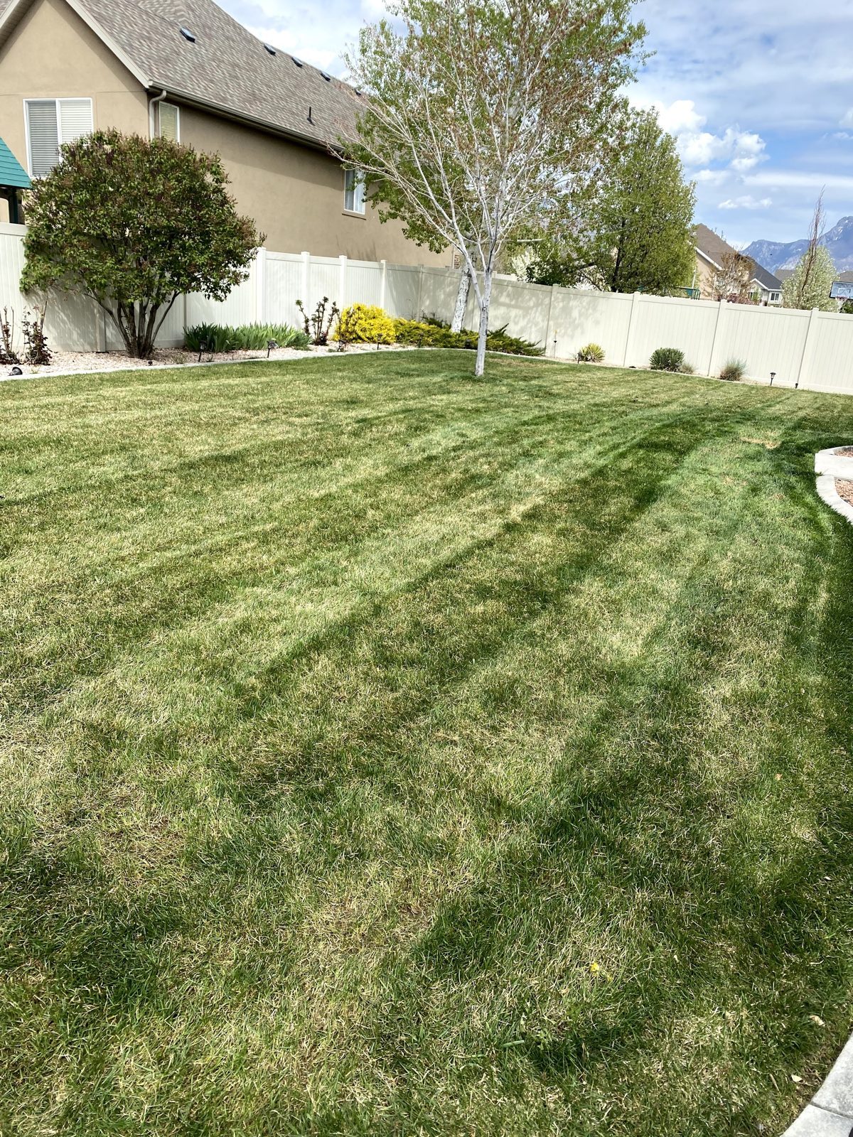 After: green, recovering lawn following renovation