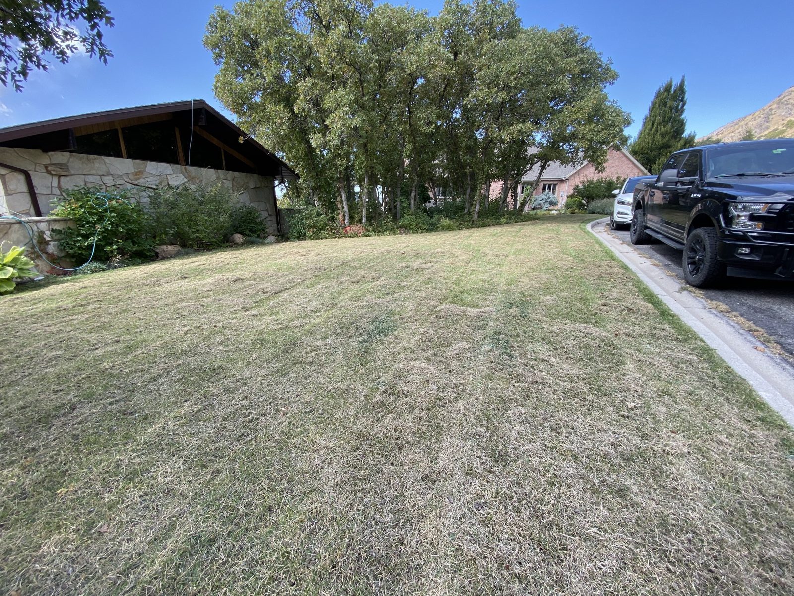 Before: thin, dry front lawn ready for renovation