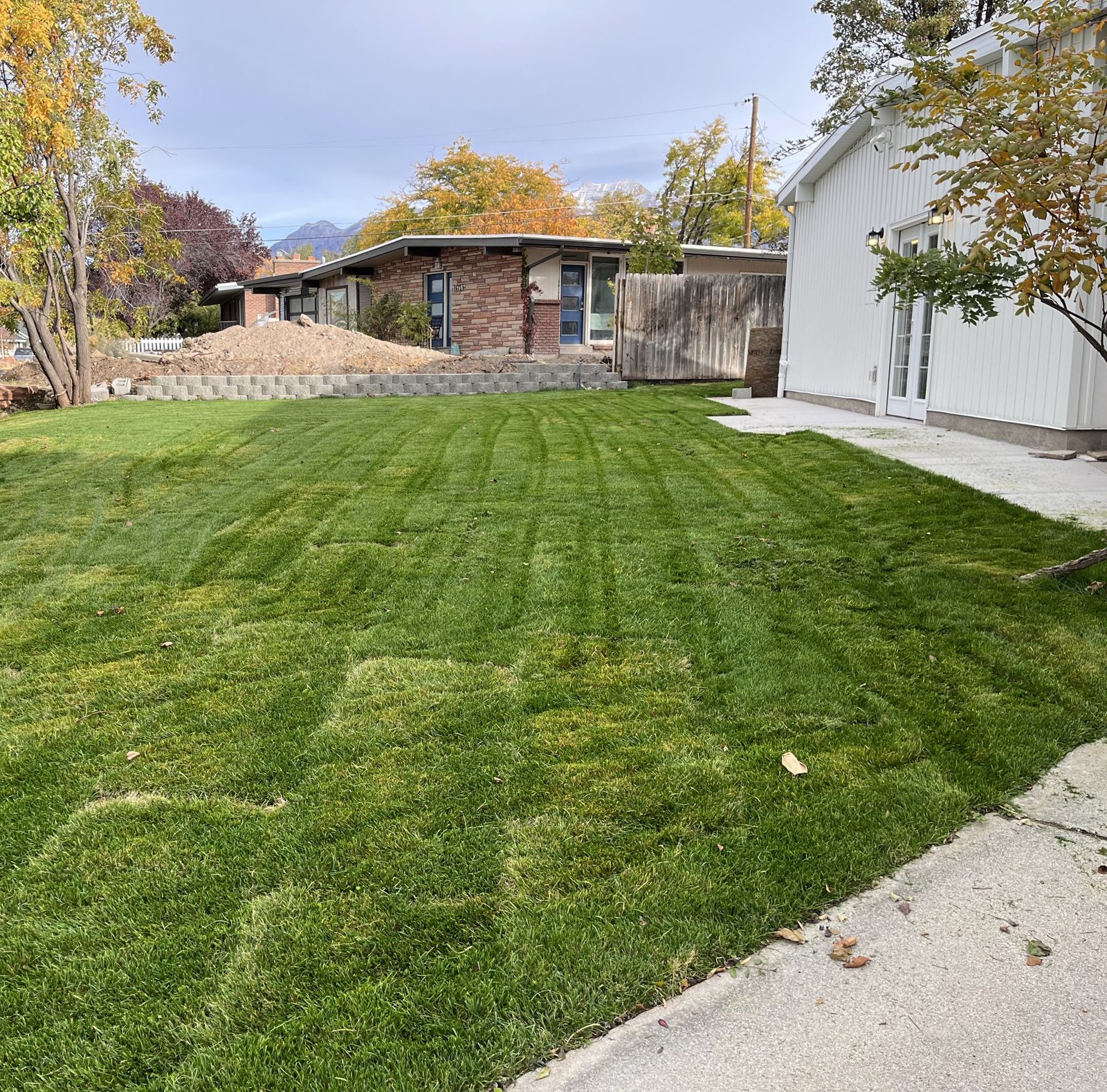 Freshly laid sod lawn with mowing stripes next to a walkway