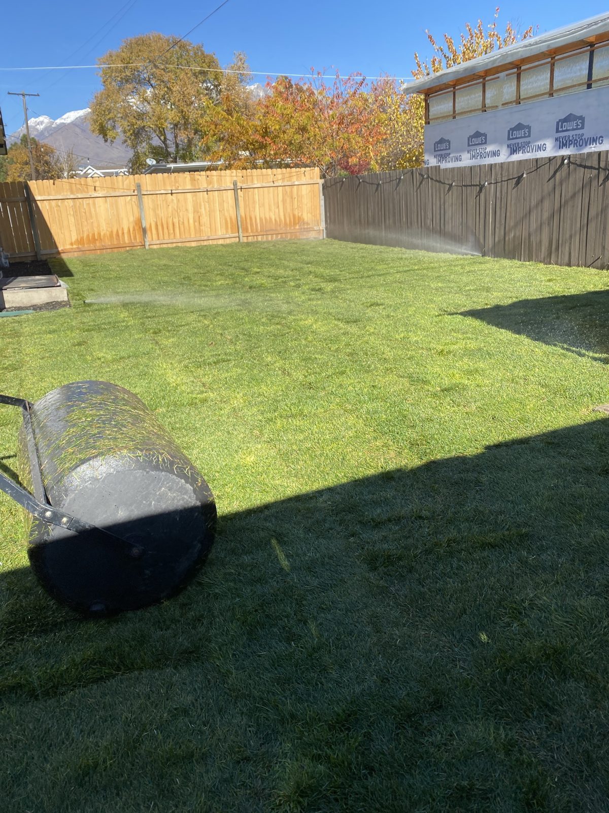 Lawn roller on freshly laid sod in a fenced backyard