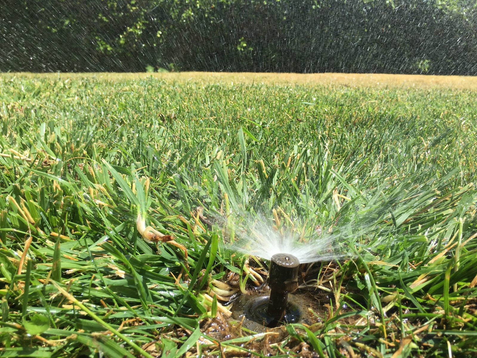 Sprinkler spray head watering a lawn